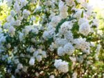 Spiraea japonica Alba - Cununita la ghiveci C3 - H 25-30 cm