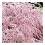 Tamarix ramosissima ''Pink Cascade'' la ghiveci C3, H 50-60 cm - imagine 3
