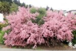 Tamarix ramosissima ''Pink Cascade'' la ghiveci C3, H 50-60 cm