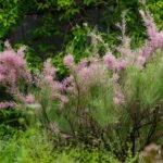 Tamarix ramosissima 'Rubra' la ghiveci C3, H 50-60 cm - imagine 3