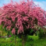Tamarix ramosissima 'Rubra' la ghiveci C3, H 50-60 cm