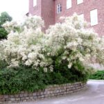 Tamarix ramosissima ''Hulsdonk White'' la ghiveci C3, H 50-60 cm