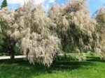 Tamarix ramosissima ''Hulsdonk White'' la ghiveci C3, H 50-60 cm - imagine 3