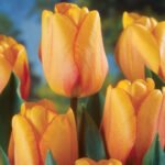 Bulbi lalele Blushing Apeldoorn - pachet 3 bucati marime 12+ (Livrarea dupa 10 Septembrie) - imagine 2