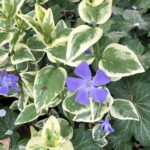 Vinca Major Variegata - Saschiu Mare vesnic verde la ghiveci P9, H 10 cm