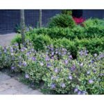 Vinca Major Variegata - Saschiu Mare vesnic verde la ghiveci P9, H 10 cm - imagine 3
