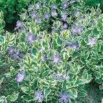 Vinca Major Variegata - Saschiu Mare vesnic verde la ghiveci P9, H 10 cm - imagine 2