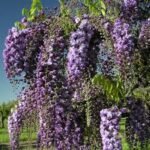 Wisteria floribunda "Black Dragon" - Glicina cu flori duble la ghiveci P15, H 60-70 cm - imagine 2