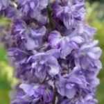 Wisteria floribunda "Black Dragon" - Glicina cu flori duble la ghiveci P15, H 60-70 cm