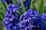 Zambila parfumata cu flori duble King Codro marime 15/16 - pachet 3 bulbi (Livrarea dupa 10 Septembrie) - imagine 2