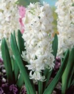 Zambila parfumata cu flori duble Ben Nevis marime 15/16 - pachet 3 bulbi (Livrarea dupa 10 Septembrie) - imagine 2