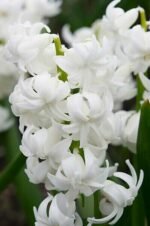 Zambila parfumata cu flori duble Ben Nevis marime 15/16 - pachet 3 bulbi (Livrarea dupa 10 Septembrie)
