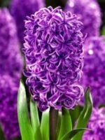 Zambila parfumata Purple Sensation marime 15/16 - pachet 3 bulbi (Livrarea dupa 10 Septembrie)