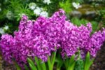 Zambila parfumata Purple Sensation marime 15/16 - pachet 3 bulbi (Livrarea dupa 10 Septembrie) - imagine 2