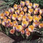 Brandusa - Crocus Chrysanthus Advance - pachet 5 bulbi marime 5/7 (Livrarea dupa 10 Septembrie) - imagine 3
