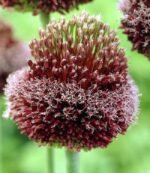 Bulb Allium Forelock - Ceapa decorativa - 1 bulb - imagine 2