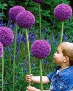 Allium Giganteum - Ceapa decorativa la ghiveci