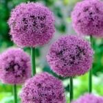 Allium Giganteum - Ceapa decorativa la ghiveci - imagine 4
