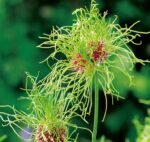 Bulbi Allium Hair - Ceapa decorativa - pachet 3 bulbi marime 5+ (Livrarea dupa 10 Septembrie)