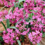 Bulbi Allium Oreophilum - Ceapa decorativa - pachet 3 bulbi marime 5+ - imagine 2