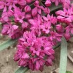 Bulbi Allium Oreophilum - Ceapa decorativa - pachet 3 bulbi marime 5+