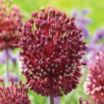 Allium amethystinum „Red Mohican” - Ceapa decorativa - 1 bulb marime 12/14 (Livrarea dupa 10 Septembrie) - imagine 2