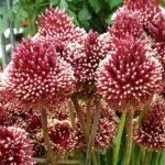 Allium amethystinum „Red Mohican” - Ceapa decorativa - 1 bulb marime 12/14 (Livrarea dupa 10 Septembrie)