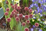Allium amethystinum „Red Mohican” - Ceapa decorativa - 1 bulb marime 12/14 (Livrarea dupa 10 Septembrie) - imagine 3