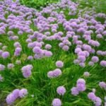 Allium Rosy Dream - Ceapa decorativa - pachet 3 bulbi marime 5/6 (Livrarea dupa 10 Septembrie) - imagine 2