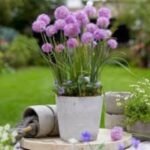 Allium Rosy Dream - Ceapa decorativa - pachet 3 bulbi marime 5/6 (Livrarea dupa 10 Septembrie) - imagine 3