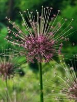 Allium Schubertii - Ceapa decorativa - 1 bulb marime 12/14 - imagine 2