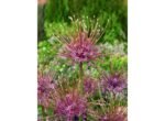 Allium Schubertii - Ceapa decorativa - 1 bulb marime 12/14
