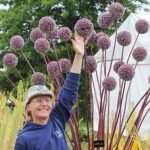 Allium Summer Drummer - Ceapa decorativa - 1 bulb marime 14/16 (Livrarea dupa 10 Septembrie)