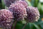 Allium Summer Drummer - Ceapa decorativa - 1 bulb marime 14/16 (Livrarea dupa 10 Septembrie) - imagine 4