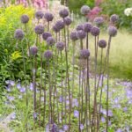 Allium Summer Drummer - Ceapa decorativa - 1 bulb marime 14/16 (Livrarea dupa 10 Septembrie) - imagine 3