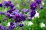 Aquilegia vulgaris var. stellata „Blue Barlow” - Caldarusa la ghiveci P9, H 10cm - imagine 3