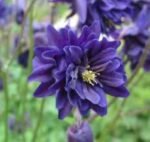 Aquilegia vulgaris var. stellata „Blue Barlow” - Caldarusa la ghiveci P9, H 10cm