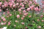 Aquilegia vulgaris var. stellata „Rose Barlow” - Caldarusa la ghiveci P9, H 10 cm - imagine 2