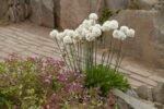 Armeria maritima „Ballerina White” -  vesnic verde la ghiveci P9, H 5-10 cm - imagine 2