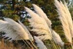 Cortaderia selloana - Iarba de Pampas la ghiveci P9 - imagine 2