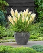 Cortaderia selloana - Iarba de Pampas la ghiveci P9 - imagine 3