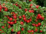 Cotoneaster procumbens „Regina Covoarelor” - acoperitor de sol vesnic verde la ghiveci P9 (Livrarea dupa 10 Septembrie)
