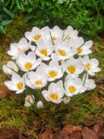Brandusa - Crocus Chrysanthus Ard Shenk (Crocus de Zapada)- pachet 5 bulbi marime 5/7 (Livrarea dupa 10 Septembrie) - imagine 2