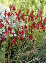 Dichelostemma ida-maia - Floarea petardă - pachet 3 bulbi marime 5+ (Livrarea dupa 10 Septembrie) - imagine 3