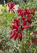 Dichelostemma ida-maia - Floarea petardă - pachet 3 bulbi marime 5+ (Livrarea dupa 10 Septembrie) - imagine 2