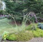 Dierama Blue Belle - Undița îngerului la ghiveci P9 - H 5 -10 cm - imagine 4
