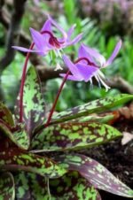 Erythronium Purple King - Crin de Ghetar sau Crin Pastrav - 1 bulb (Livrarea dupa 10 Septembrie) - imagine 2