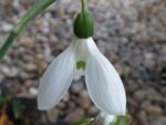 Bulbi Ghiocei Galanthus Ikariae - pachet 10 bucati marime 5/6 (Acest produs se livreaza dupa 10 Septembrie) - imagine 2