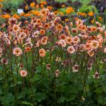Geum „Mai Tai” la ghiveci P10 - H 10 cm - imagine 3