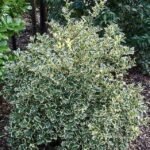 Ilex aquifolium ' Argentea Marginata' - Ilfin Englezesc vesnic verde la ghiveci P10, H 15-25 cm (Livrarea dupa 10 Septembrie) - imagine 3